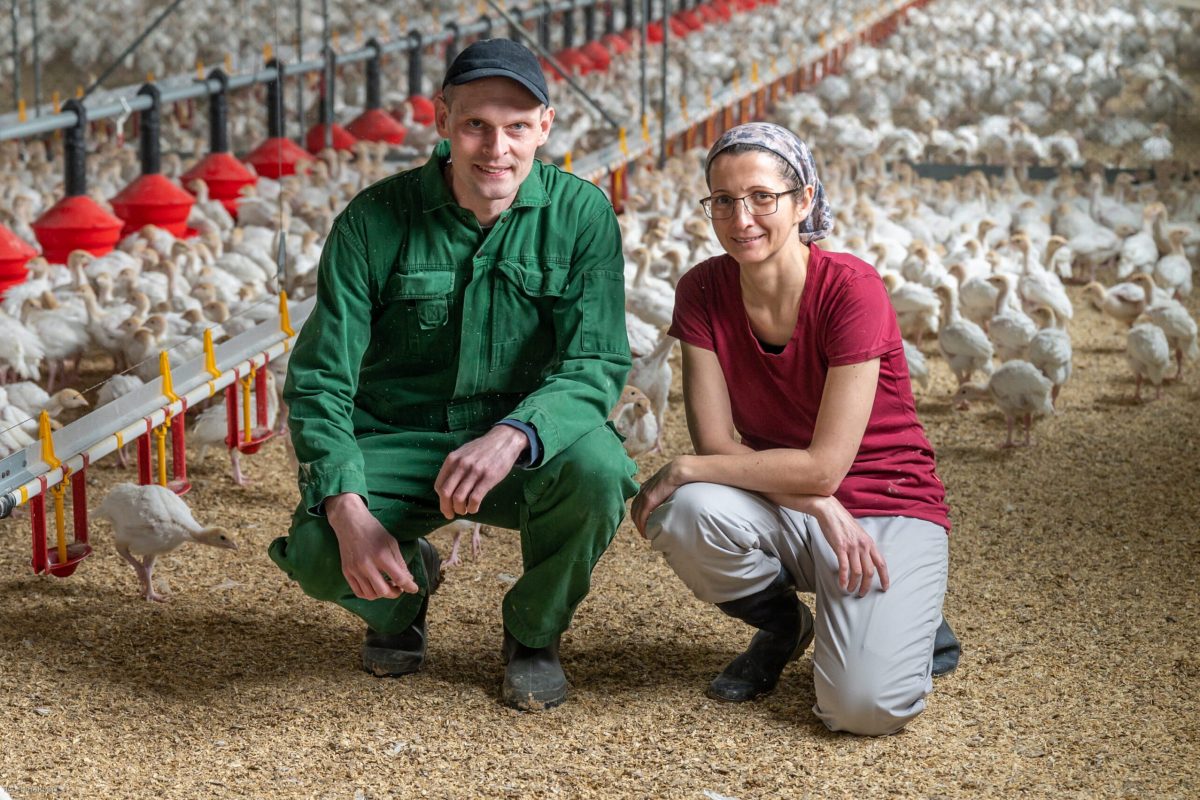 Foto von Herrn und Frau Rotheneder im Putenstall zwischen vielen kleinen Puten